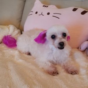 Meet your Posher, Su chong